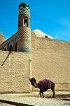 Camel outside Khiva City Walls, Uzbekistan - photo by A.Beaton