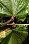 Vanuatu Hands & palms, Loh Island - photo by B.Cain