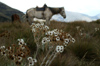 107 Venezuela - San Jos del Sur - horses and flowers in the panamo de San Jose - photo by A. Ferrari