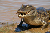 123 Venezuela - Apure - Los Llanos - a caiman eating a piranha - photo by A. Ferrari