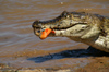 125 Venezuela - Apure - Los Llanos - a caiman with a piranha between the teeth - photo by A. Ferrari