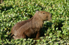 126 Venezuela - Apure - Los Llanos - a capybara in a swamp - capivara - Hydrochoerus hydrochaeris - capibara - mamal - fauna - photo by A. Ferrari