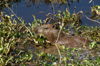 127 Venezuela - Apure - Los Llanos - a capybara in the water - photo by A. Ferrari