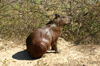 128 Venezuela - Apure - Los Llanos - a capybara on the ground - photo by A. Ferrari