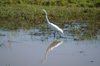 132 Venezuela - Apure - Los Llanos - a great white egret - Ardea alba - photo by A. Ferrari