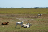 133 Venezuela - Apure - Los Llanos - a group of cows - Estado Apure - photo by A. Ferrari