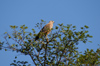 134 Venezuela - Apure - Los Llanos - a hawk at the top of a tree - photo by A. Ferrari