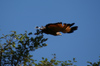 135 Venezuela - Apure - Los Llanos - a hawk taking-off - photo by A. Ferrari