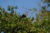 136 Venezuela - Apure - Los Llanos - a hoatzin in branches - Opisthocomus hoazin - Hoactzin, Stinkbird - Canje Pheasant - photo by A. Ferrari