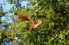 137 Venezuela - Apure - Los Llanos - a hoatzin shaking wings - Hoactzin, Stinkbird - Canje Pheasant - photo by A. Ferrari