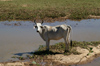 138 Venezuela - Apure - Los Llanos - a lonely cow - photo by A. Ferrari