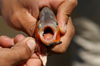 139 Venezuela - Apure - Los Llanos - a piranha showing teeth - photo by A. Ferrari