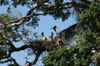 140 Venezuela - Apure - Los Llanos - American Wood Storks (garzon soldado) in their nest - photo by A. Ferrari