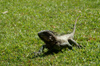 141 Venezuela - Apure - Los Llanos - an iguana running in the grass - photo by A. Ferrari