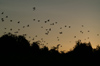 142 Venezuela - Apure - Los Llanos - birds flying in the evening light - photo by A. Ferrari