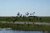143 Venezuela - Apure - Los Llanos - birds taking-off - photo by A. Ferrari
