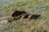 144 Venezuela - Apure - Los Llanos - capybaras - photo by A. Ferrari