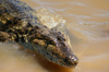 145 Venezuela - Apure - Los Llanos - close view of an Orinoco caiman - Crocodylus intermedius - photo by A. Ferrari