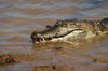 146 Venezuela - Apure - Los Llanos - close view of a caiman's head - photo by A. Ferrari
