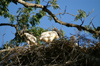 147 Venezuela - Apure - Los Llanos - close view of American Wood Storks - photo by A. Ferrari