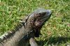 148 Venezuela - Apure - Los Llanos - close view of an iguana - photo by A. Ferrari
