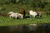 151 Venezuela - Apure - Los Llanos - horses in a swamp - photo by A. Ferrari
