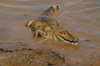 152 Venezuela - Apure - Los Llanos - hungry caiman - photo by A. Ferrari