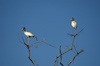 155 Venezuela - Apure - Los Llanos - pair of American Wood Storks - Mycteria americana - photo by A. Ferrari