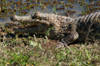 159 Venezuela - Apure - Los Llanos - very close view of a caiman - photo by A. Ferrari