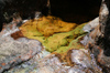 19 Venezuela - Bolivar - Canaima NP - A small colourful pond at the top of Roraima - photo by A. Ferrari