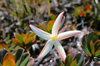 28 Venezuela - Bolivar - Canaima NP - Beautiful star-like flower at the top of Roraima - photo by A. Ferrari