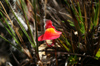 31 Venezuela - Bolivar - Canaima NP - Carnivore flower of Roraima II - photo by A. Ferrari
