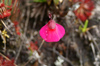 32 Venezuela - Bolivar - Canaima NP - Carnivore flower of Roraima - photo by A. Ferrari