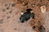 41 Venezuela - Bolivar - Canaima NP - Endemic black frog of Roraima (Oreophrynella) - photo by A. Ferrari
