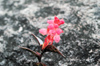 55 Venezuela - Bolivar - Canaima NP - Pink flower and black rock, at the top of Roraima - photo by A. Ferrari