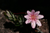 56 Venezuela - Bolivar - Canaima NP - Pink flower at the top of Roraima - photo by A. Ferrari