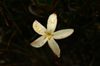 70 Venezuela - Bolivar - Canaima NP - Star-like flower of Roraima - photo by A. Ferrari
