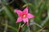 71 Venezuela - Bolivar - Canaima NP - Star-like pink flower of Roraima - photo by A. Ferrari