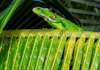 Los Testigos islands, Venezuela: caribbean lizard on a plam leaf - photo by E.Petitalot