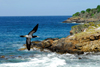 Los Testigos islands, Venezuela: Brown Booby flying along the coast - Sula leucogaster - photo by E.Petitalot