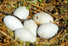 Los Testigos islands, Venezuela: Brown Booby nest with five eggs - Sula leucogaster - photo by E.Petitalot