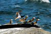 Los Testigos islands, Venezuela: six Brown Boobies on a rock by the sea - Sula leucogaster - photo by E.Petitalot