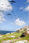 Los Testigos islands, Venezuela: flock of frigatebirds flying above one of the Testigos islands - pelagic piscivores - Magnificent Frigatebird - photo by E.Petitalot
