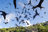 Los Testigos islands, Venezuela: dense flock of Frigatebirds - flying above the Testigos archipelago - Fregata magnificens - photo by E.Petitalot