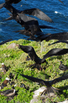Los Testigos islands, Venezuela: sea and Frigatebirds flying - Fregata magnificens - photo by E.Petitalot