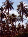 Venezuela - Boca de Aroa (Falcn): coconut tree forest (photo by M.Torres)