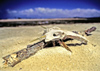 Venezuela - Isla de Margarita - Nueva Esparta: dog skull on the beach - bones - photo by A.Walkinshaw