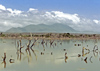 Venezuela - Isla de Margarita - Nueva Esparta: dead woods in a flooded area - photo by A.Walkinshaw