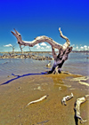 Venezuela - Isla Margarita - Nueva Esparta: dead tree on the shallow water - photo by A.Walkinshaw