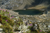 77 Venezuela - Antojos Lake - at the foot of Pico Bolivar - parque nacional Sierra Nevada - photo by A. Ferrari